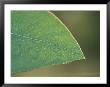 The Backlit Detail Of A Eucalypt Gum Leaf And Delicate Veins, Bunyip State Forest, Australia by Jason Edwards Limited Edition Print