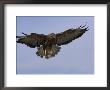 Buzzard (Buteo Buteo), Flying, Captive, Cumbria, England, United Kingdom by Steve & Ann Toon Limited Edition Print