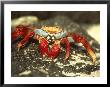 Sally Lightfoot Crab by Tom Ulrich Limited Edition Print