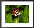 Lady Bug, Coccinella Spp by Larry F. Jernigan Limited Edition Print