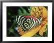 Butterfly, Feeding, Trinidad by Oxford Scientific Limited Edition Print