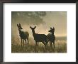 Red Deer Hinds by Mark Hamblin Limited Edition Pricing Art Print