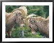Two Young Bighorn Sheep Come Face To Face by Paul Chesley Limited Edition Print