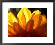 Graphic, Flower, Dahlia (David Howard) Yellow (Backlit), October by Mark Bolton Limited Edition Print