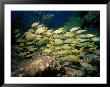 School Of Small Mouth Grunts, Florida Keys by Larry Lipsky Limited Edition Print
