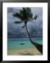 Palm Tree And Its Shadow On A Beach by Todd Gipstein Limited Edition Pricing Art Print