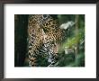A Captive Leopard Stalks Through The Dark Brush by Skip Brown Limited Edition Print