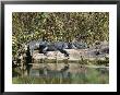 Alligator Basking On Tree Trunk, Belize by Barry Tessman Limited Edition Print