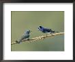 A Male And Female Indian Flycatcher Communicate With Each Other by Roy Toft Limited Edition Print
