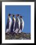 King Penguins In A Mating Ritual March, South Georgia Island by Charles Sleicher Limited Edition Print