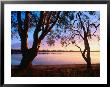 Trees On Edge Of Lake Mournpoul, Hattah-Kulkyne National Park, Australia by Paul Sinclair Limited Edition Print
