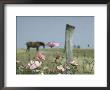 Close Up Of Pink And White Wild Flowers Most In Full Bloom With Some Budding On Martha's Vineyard by Alfred Eisenstaedt Limited Edition Print