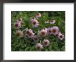 Purple Cone Flowers On The University Of Nebraska-Lincoln Campus by Joel Sartore Limited Edition Print