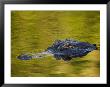 American Alligator At An Alligator Farm, St. Augustine, Florida, Usa by Arthur Morris Limited Edition Print
