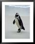 Penguins (Spheniscus Demersus), South Africa by Bob Burch Limited Edition Pricing Art Print