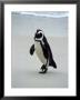 Penguins (Spheniscus Demersus), South Africa by Bob Burch Limited Edition Pricing Art Print