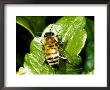 Honey Bee, Apis Mellifera by Larry Jernigan Limited Edition Print