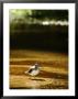 Common Sandpiper In Shallow Sandy River, Madhya Pradesh, India by Elliott Neep Limited Edition Print