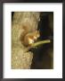 Red Squirrel, Adult In Tree, Scotland by Mark Hamblin Limited Edition Pricing Art Print
