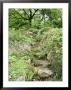 Stone Steps Through Rockery With Asplenium, Dryopteris, Saxifraga & Clematis, Somerset by Mark Bolton Limited Edition Pricing Art Print