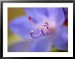 Rhododendron Russautinii, Close-Up Of Flower, March by Susie Mccaffrey Limited Edition Print