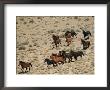 A Herd Of Wild Horses Gallops Across The Dry Terrain by Melissa Farlow Limited Edition Pricing Art Print
