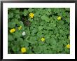 A Toad Sits In A Clump Of Marsh Marigolds In Spring by Taylor S. Kennedy Limited Edition Print