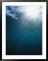 Rays Of Sunlight Beaming Through Clear Water With Small Fish Nearby by Bill Curtsinger Limited Edition Print