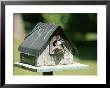 A Tree Swallow Perched At The Door Of A Birdhouse by Taylor S. Kennedy Limited Edition Print