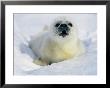 A Newborn Gray Seal Pup Lifts Its Head And Stares Directly At The Camera by Norbert Rosing Limited Edition Print