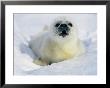 A Newborn Gray Seal Pup Lifts Its Head And Stares Directly At The Camera by Norbert Rosing Limited Edition Print