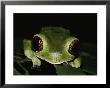 Close-Up Of A Green Tree Frog by Mattias Klum Limited Edition Pricing Art Print