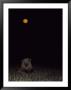 Strobe Lighting Catches A Resting African Lion As The Full Moon Rises In The Background by Beverly Joubert Limited Edition Print