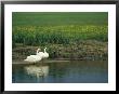 Pair Of Mute Swans Standing At Waters Edge by Klaus Nigge Limited Edition Print