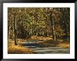 Forest Service Road Cuts Through George Washington National Forest by Raymond Gehman Limited Edition Print
