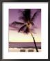 Palm Tree And Indian Ocean At Dusk, Maldives by Michele Westmorland Limited Edition Print