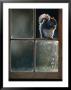 Grey Squirrel (Sclurus Carolinensis) Perched In Window Frame, Llanidloes, United Kingdom by Andrew Parkinson Limited Edition Print