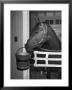 Citation In Stall by Tony Linck Limited Edition Pricing Art Print