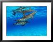 Atlantic Spotted Dolphin, Bahamas by David B. Fleetham Limited Edition Pricing Art Print