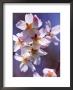 Prunus Hillieri (Ornamental Cherry) by Susie Mccaffrey Limited Edition Print