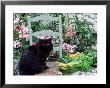 Black Cat Sitting On A Chair Outdoors Surrounded By Lilium Pelargonium by Linda Burgess Limited Edition Print