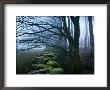 Moss Covered Stone Wall And Trees In Dense Fog by Tommy Martin Limited Edition Print