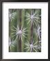 Thistle, Grand Canyon, Arizona, Usa by John & Lisa Merrill Limited Edition Print