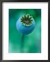 Seedhead Of Papaver Somniferum (Poppy), Close-Up Of Green Seedhead by Lynn Keddie Limited Edition Print