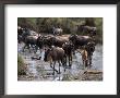 Wildebeests Migrating, Tanzania by Robert Franz Limited Edition Print