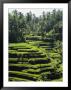 Terraced Rice Fields On Bali Island, Indonesia by Paul Chesley Limited Edition Print