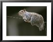 Portrait Of An Eastern Gray Squirrel Balancing On A Wire by Chris Johns Limited Edition Pricing Art Print