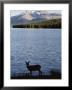 Mule Deer Standing On The Edge Of Maligne Lake by Dean Conger Limited Edition Print