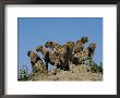 A Group Of African Cheetahs Scan Their Territory For Predators And Prey by Chris Johns Limited Edition Print
