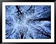 Winter View Of Canopy, Jasmund National Park, Island Of Ruegen, Germany by Christian Ziegler Limited Edition Print